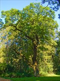 Image for Eldest Tree of Zirc Botanical Garden