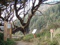 Image for Cape Cove Trail  -  Oregon