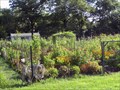 Image for Plant-A-Patch @ Barclay Farms - Cherry Hill, NJ 