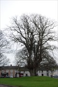Image for The Lime Tree - Duleek Co Louth Ireland
