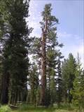Image for Big Tree at La Pine State Park, Oregon