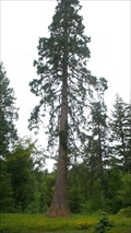 Image for Monk Coniston Giant Redwood, Cumbria