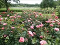 Image for Rose garden at Gråsten Palace, Denmark