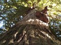 Image for "Methuselah" Redwood - Woodside, Ca