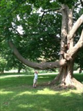 Image for Portage Trail Tree - Cobbs Hill Park, Rochester, NY