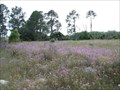 Image for Field of Phlox - Wildwood, FL