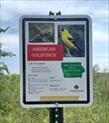 Image for American Goldfinch - Audubon County, IA