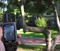 Image for UPenn's Trail Tree