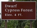 Image for Dwarf Cypress Forest - 4 ft - Everglades Nat'l Park FL