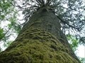 Image for Giant Sitka Spruce - Klootchy Creek