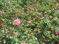 Image for Rose Garden - Evergreen Cemetery - Jacksonville, Florida