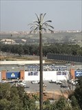 Image for Palmier marocain (Rabat, Rabat-Salé-Kénitra, Maroc)
