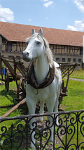 Image for White Horse - Nahwinden/ Thüringen/ Deutschland