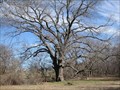 Image for Texas State Champion Pecan