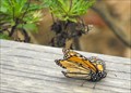 Image for Monarch Grove Sanctuary - Pacific Grove, California 
