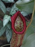 Image for Nepenthes - The Living Rainforest, Hampstead Norreys, Berkshire, UK