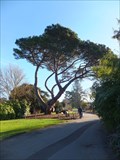 Image for FIRST - Stone Pine - Kew Gardens, London, UK