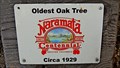 Image for OLDEST - Oak Tree in Naramata, BC