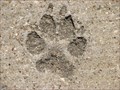 Image for Canine tracks at Arbor Hills Nature Preserve - Plano, TX