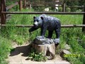 Image for Bear Statue - Rocky Mountains National Park, CO