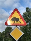 Image for Wild Boar Crossing - Håkansberg, Sweden