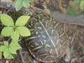 Image for Spring Creek Trail Turtle Crossing - Edmond, OK
