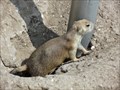 Image for Prairie Dog Town - Lubbock, TX