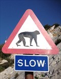 Image for Watch out for the monkeys../..Gibraltar