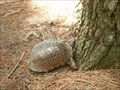 Image for Eastern Box Turtle at Rock Springs Bike Trail - Macon Co., IL