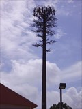 Image for Mandeville's Disguised Cell Tower