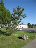 Image for Sister City Tree - Santa Clara, CA