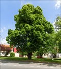 Image for Tree of the republic - Kutná Hora, Czech Republic