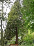 Image for Metasequoia Glyptostroboides — Frankfurt am Main, Germany