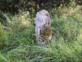 Image for P Stone, near Collaton, Tavistock