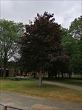 Image for Connor McCann dedicated tree - University of Sussex, Brighton, UK