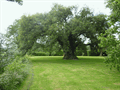 Image for Holm Oak, Westbury Court Garden, Gloucestershire, England