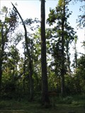 Image for Persimmon - Big Oak Tree State Park - Missouri