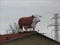 Image for A lot of Bull on the Roof - Haltom City, Texas