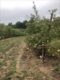 Image for The Apple Orchard - Hamilton, ON