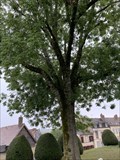 Image for L'arbre de la liberté - Sézanne - France