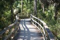 Image for Boardwalk, Corkscrew Swamp Sanctuary, Naples, Florida