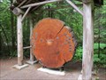 Image for Ohanapecosh Tree Ring Display - Mt. Rainier National Park
