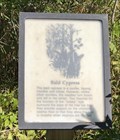 Image for Bald Cypress, Pocosin Lakes National Wildlife Refuge - Columbia, North Carolina