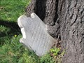 Image for Tree-eating Catherine Walker grave stone - Fredericksburg, VA