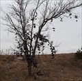 Image for Shoe tree near Strathburn, Ontario