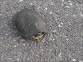 Image for Red-eared Slider - 5/22/2016 - Newcastle, Oklahoma United States