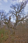 Image for 300 years old oak tree, Nosztori