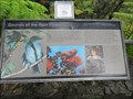 Image for Sounds of the Rain Forest - Thurston Lava Tube trail, Big Island, HI