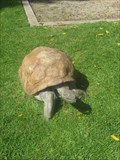 Image for Turtle - Tustin, CA