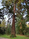 Image for Sequoia géant - Arboretum Gaston Allard (Angers, Pays de la Loire, France)